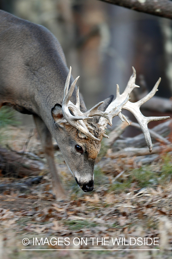 White-tailed buck in habitat. *