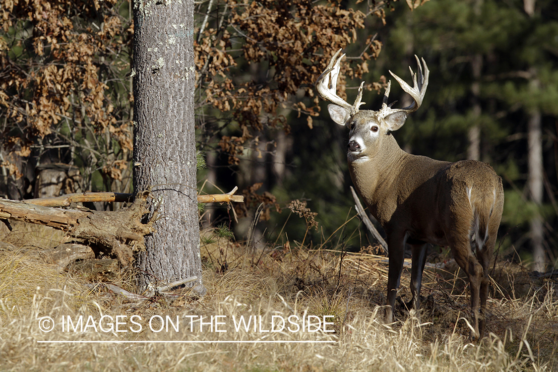 White-tailed buck in habitat. *