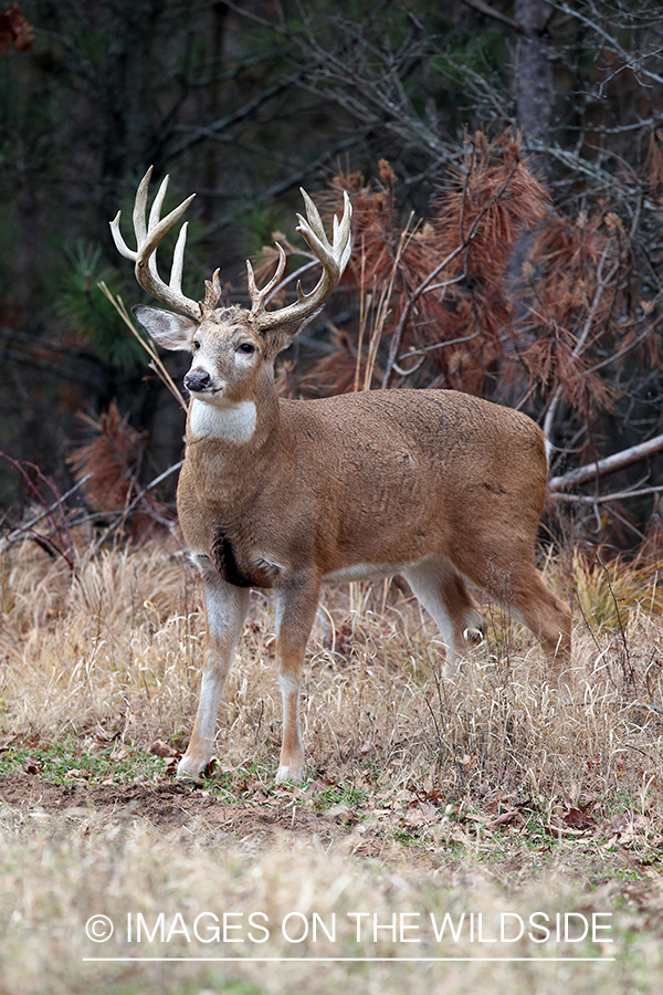 White-tailed buck in habitat. 