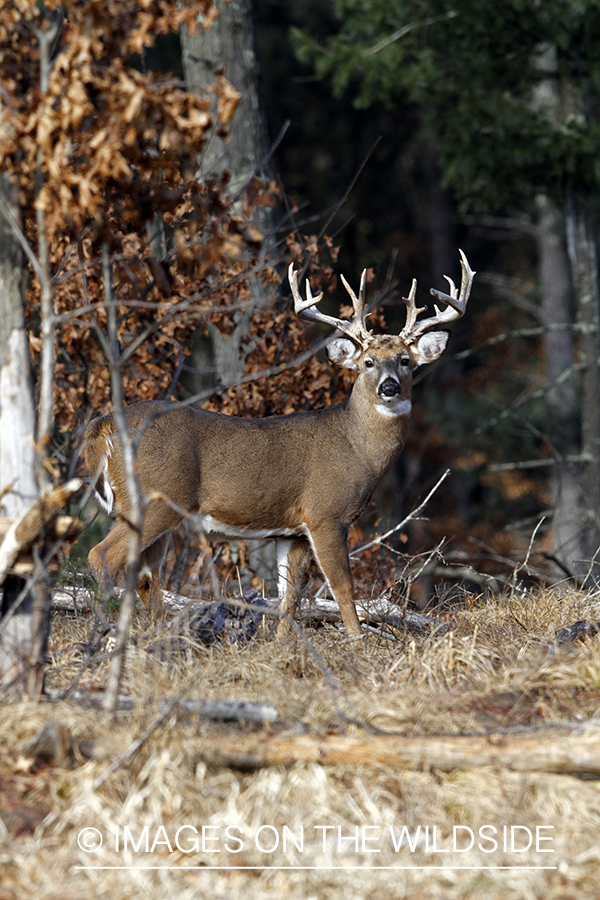 White-tailed buck in habitat. *