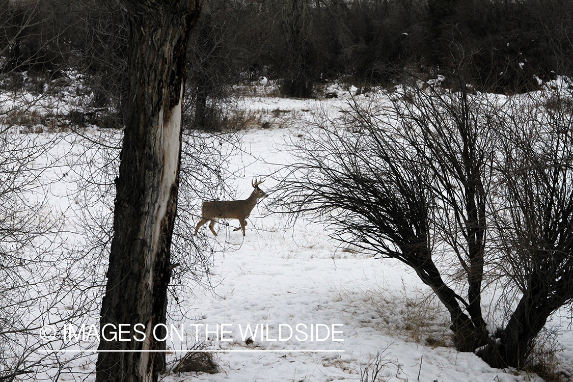 White-tailed buck in winter. 