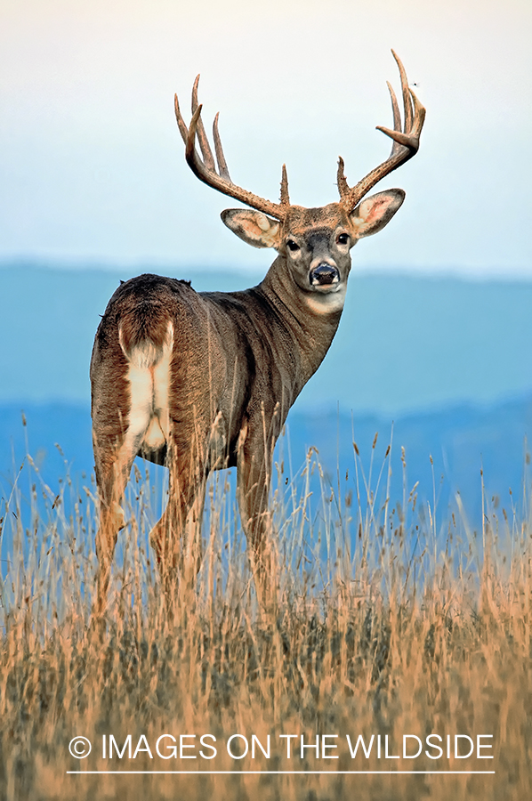 White-tailed buck in habitat. 