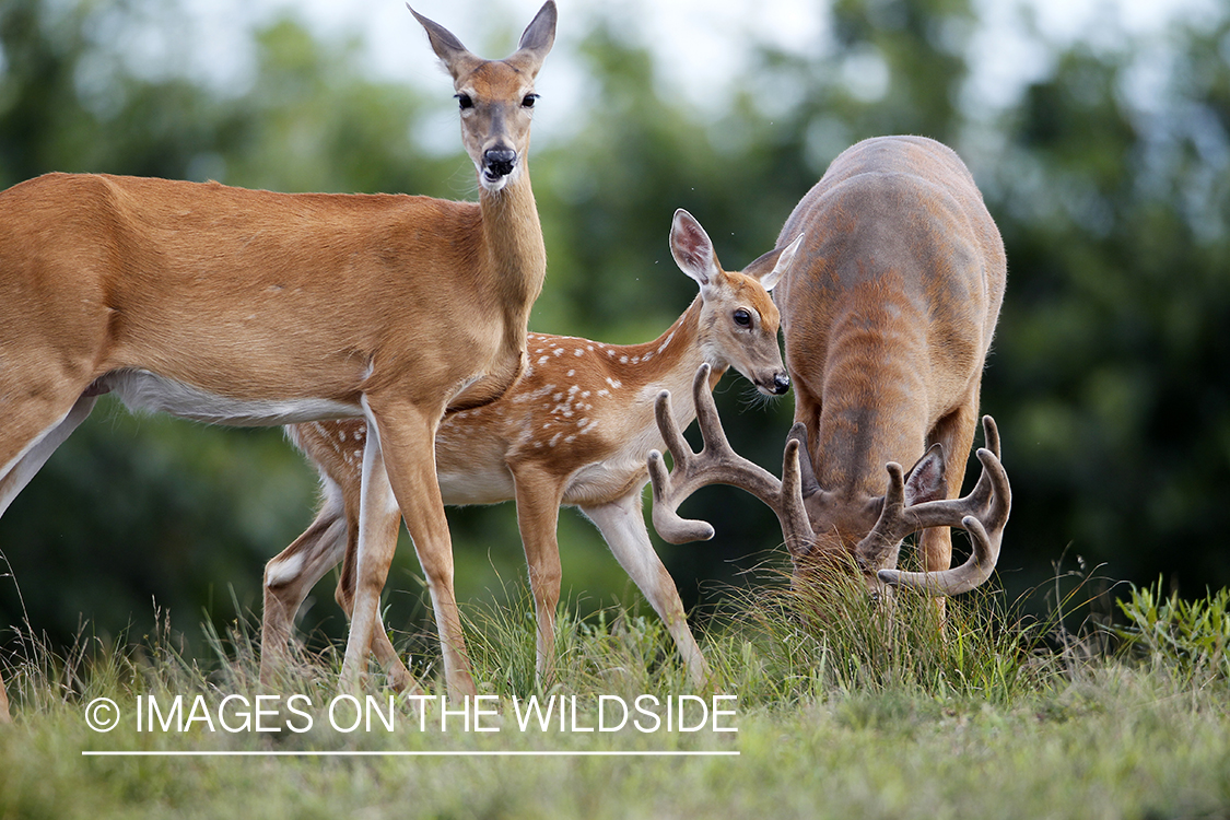 White-tailed buck and doe with fawn. 