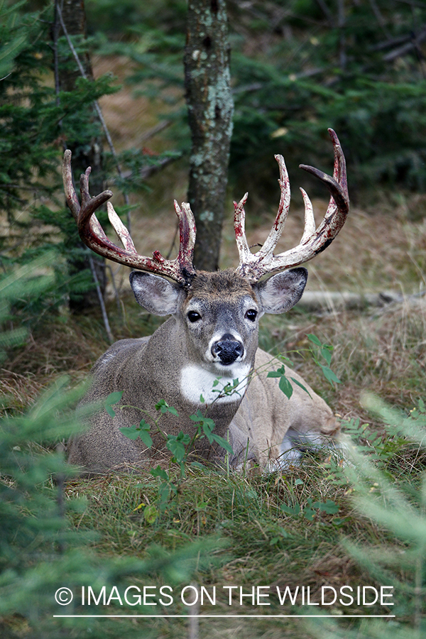 White-tailed buck shedding velvet.  