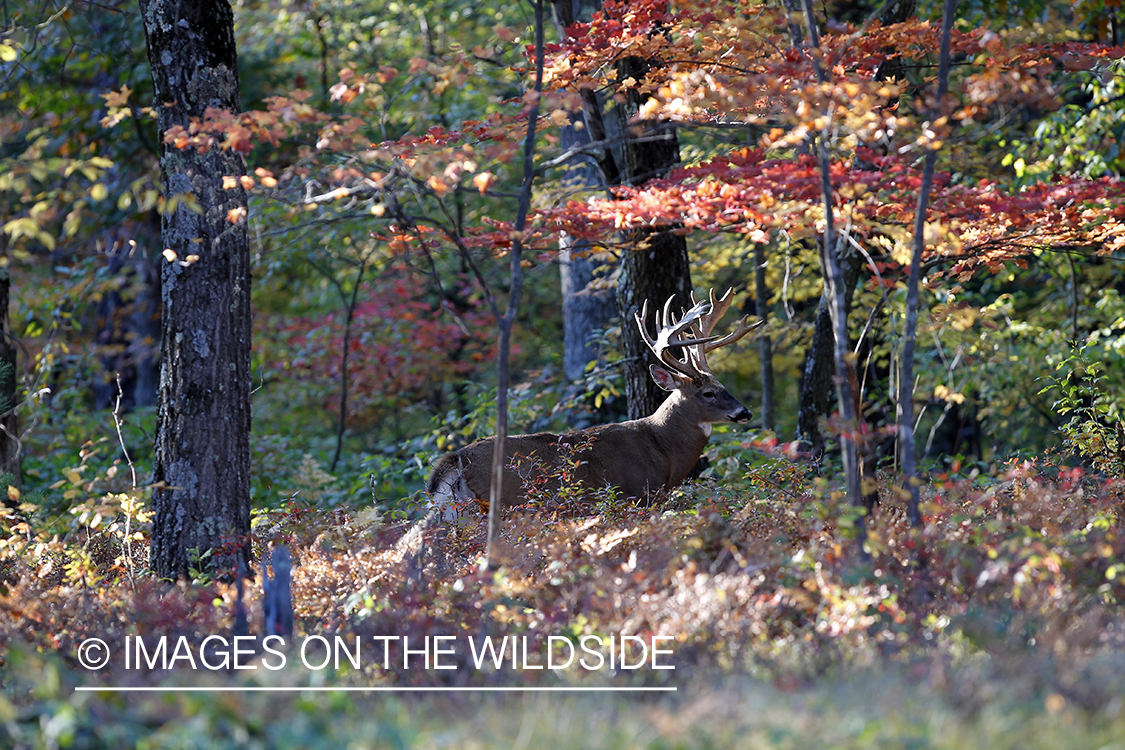 White-tailed buck in habitat. 