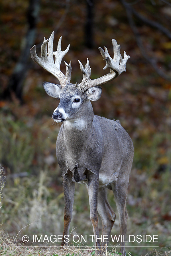 White-tailed buck in habitat. 