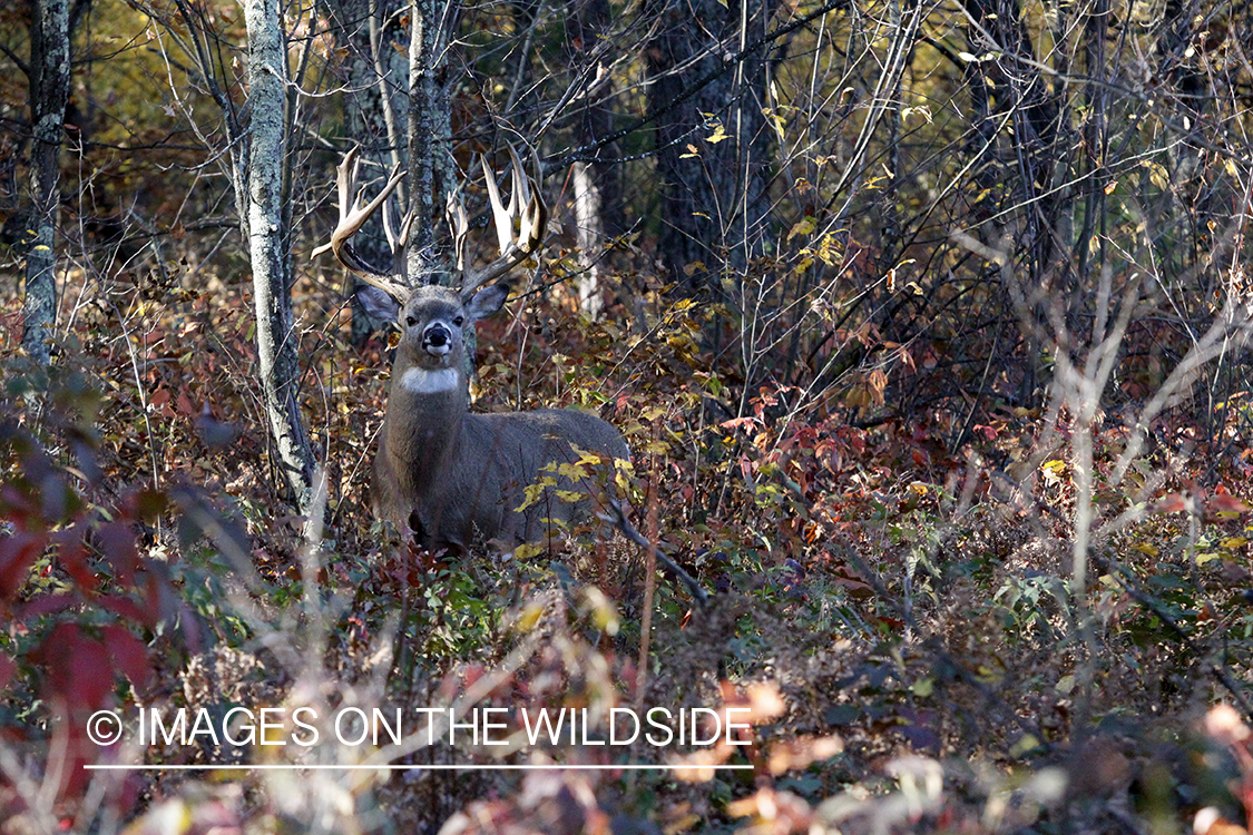 White-tailed buck in habitat. 