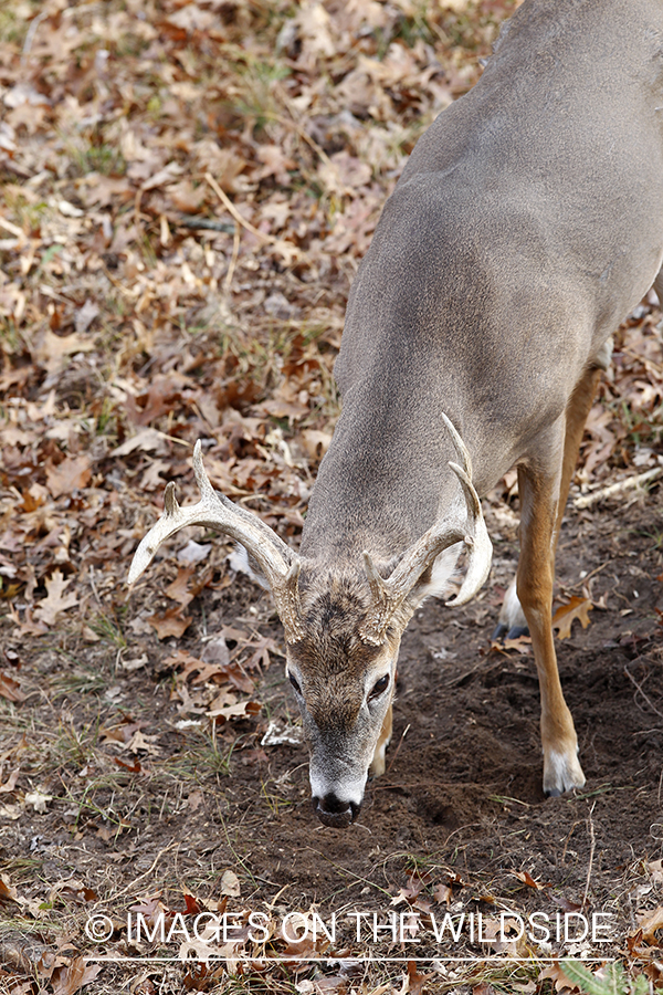 White-tailed buck making scrape. 