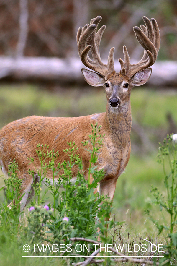 White-tailed buck in velvet.