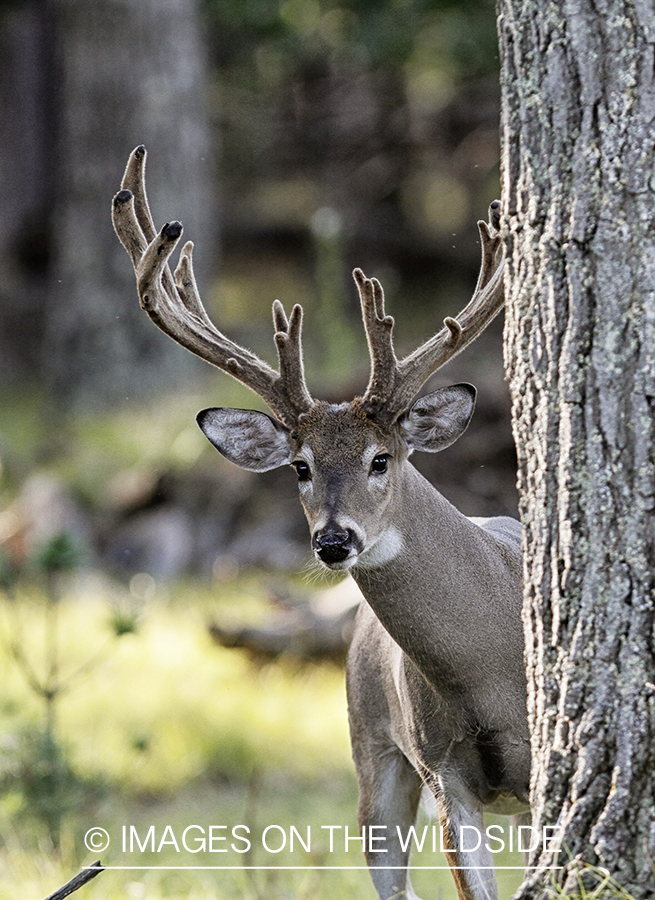 White-tailed buck in habitat. (Original Image # 00271-063.47D)