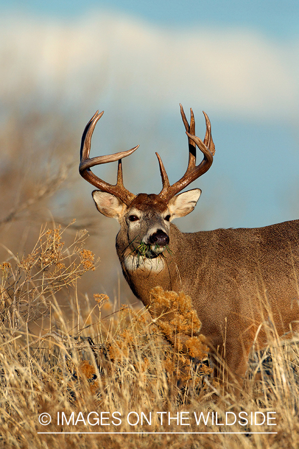 White-tailed buck in habitat.