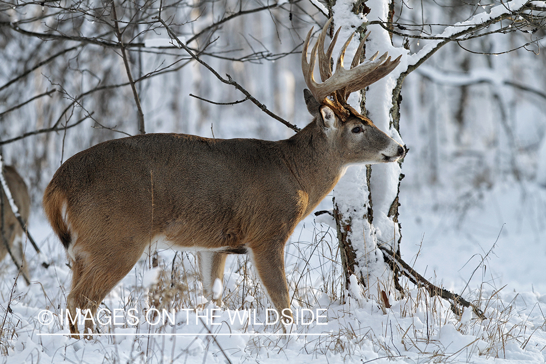 White-tailed buck in winter habitat.