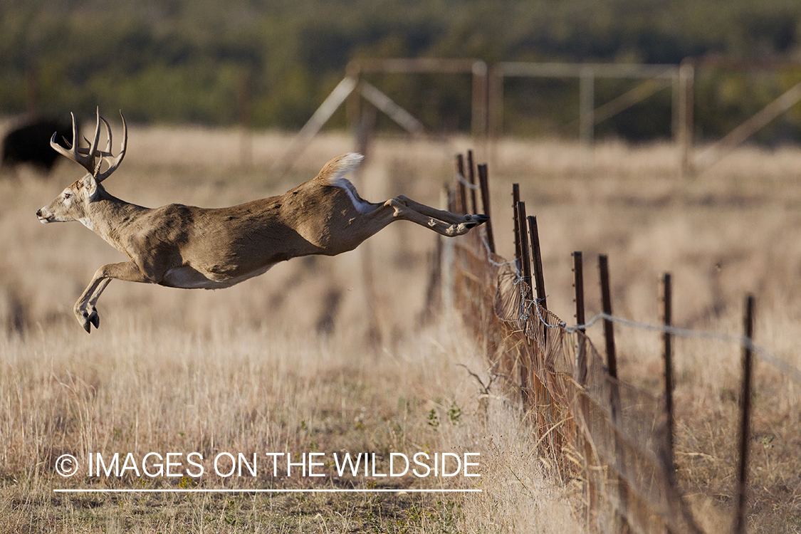 White-tailed buck leaping fence.