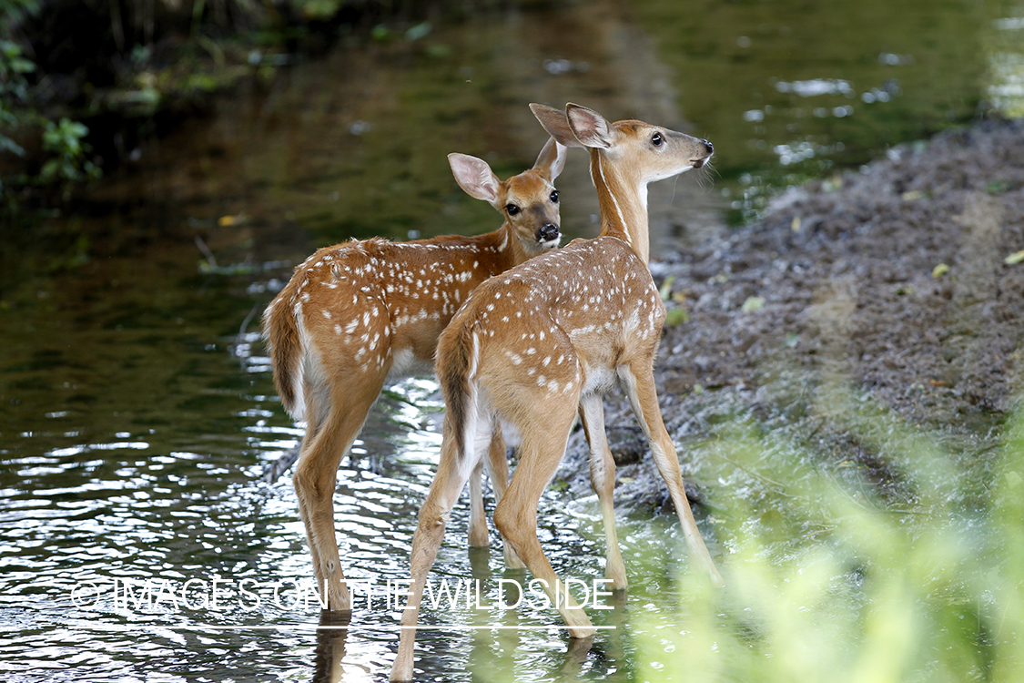 White-tailed fawns in habitat.