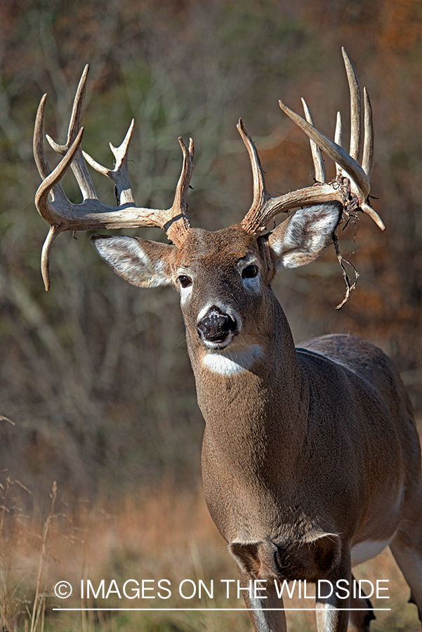 White-tailed buck losing velvet.