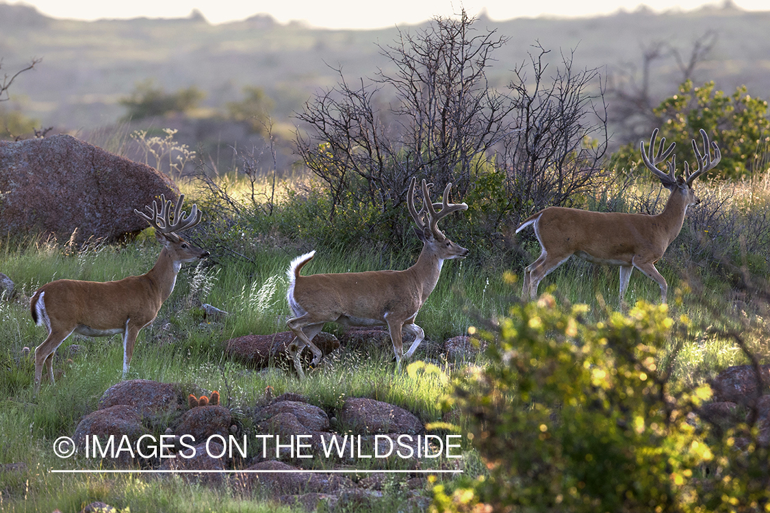 White-tailed bucks in velvet.