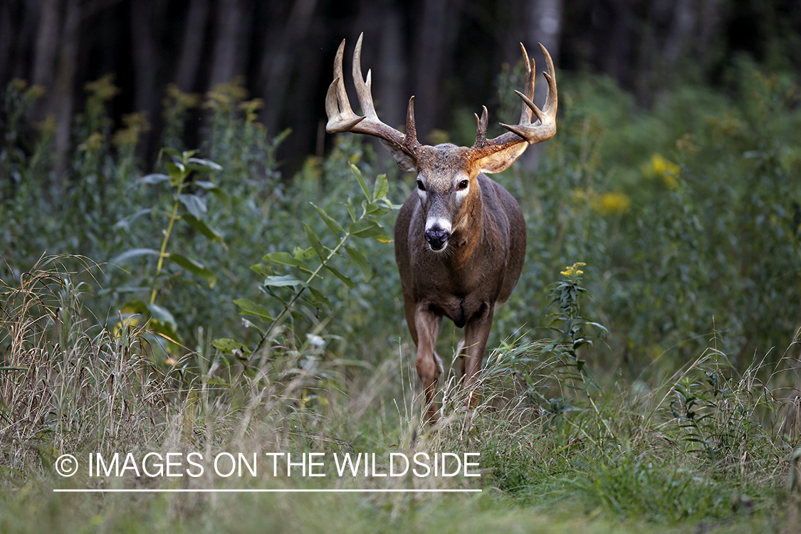 White-tailed buck in habitat.