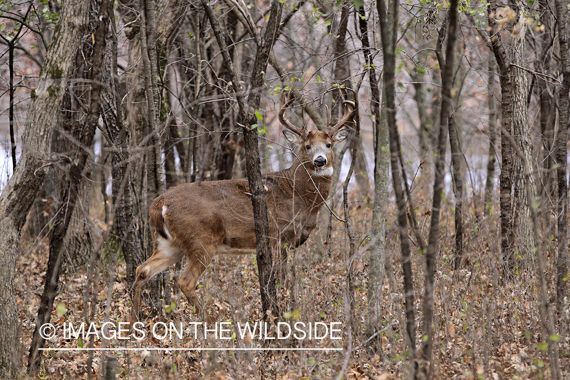 White-tailed buck in habitat.