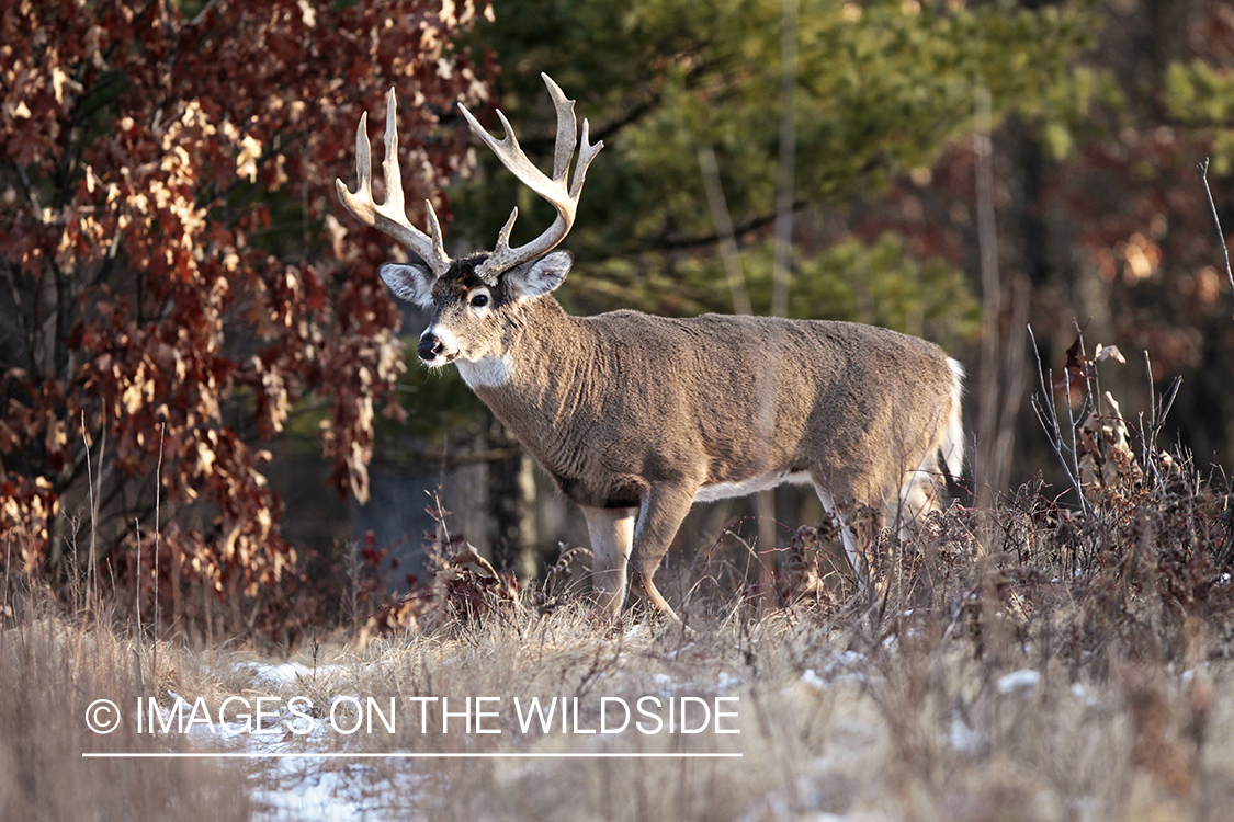 White-tailed buck in habitat. 