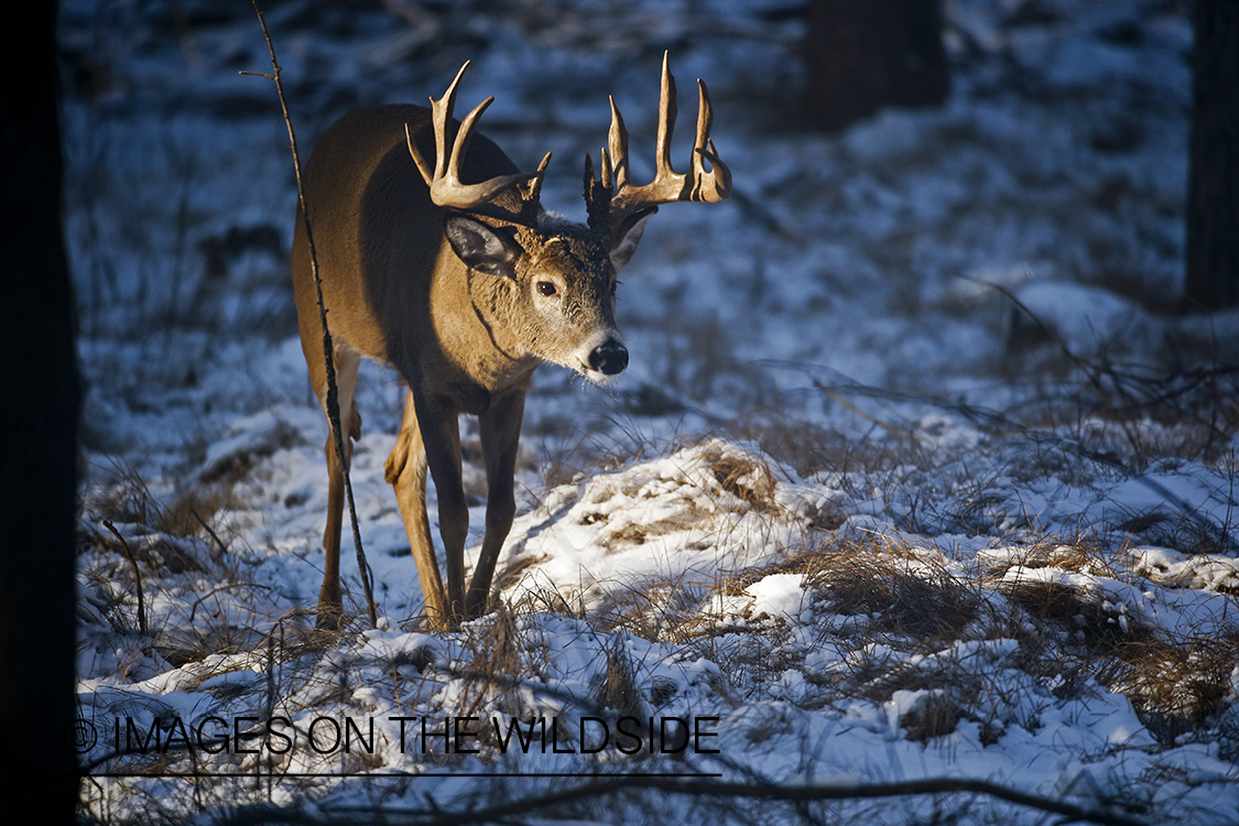 White-tailed buck in winter habitat.