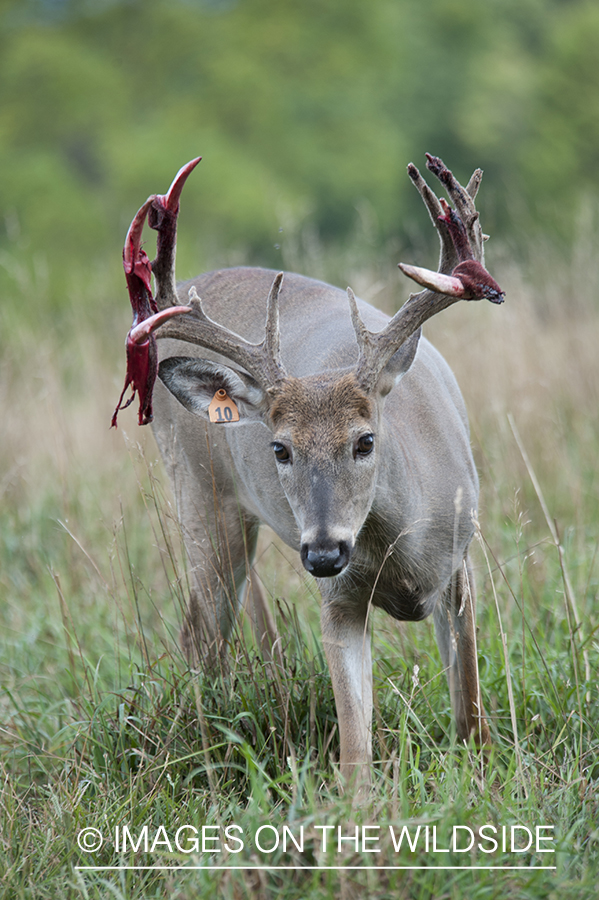 White-tailed deer shedding velvet.