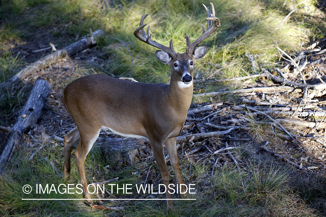 White-tailed buck photographed from tree stand.