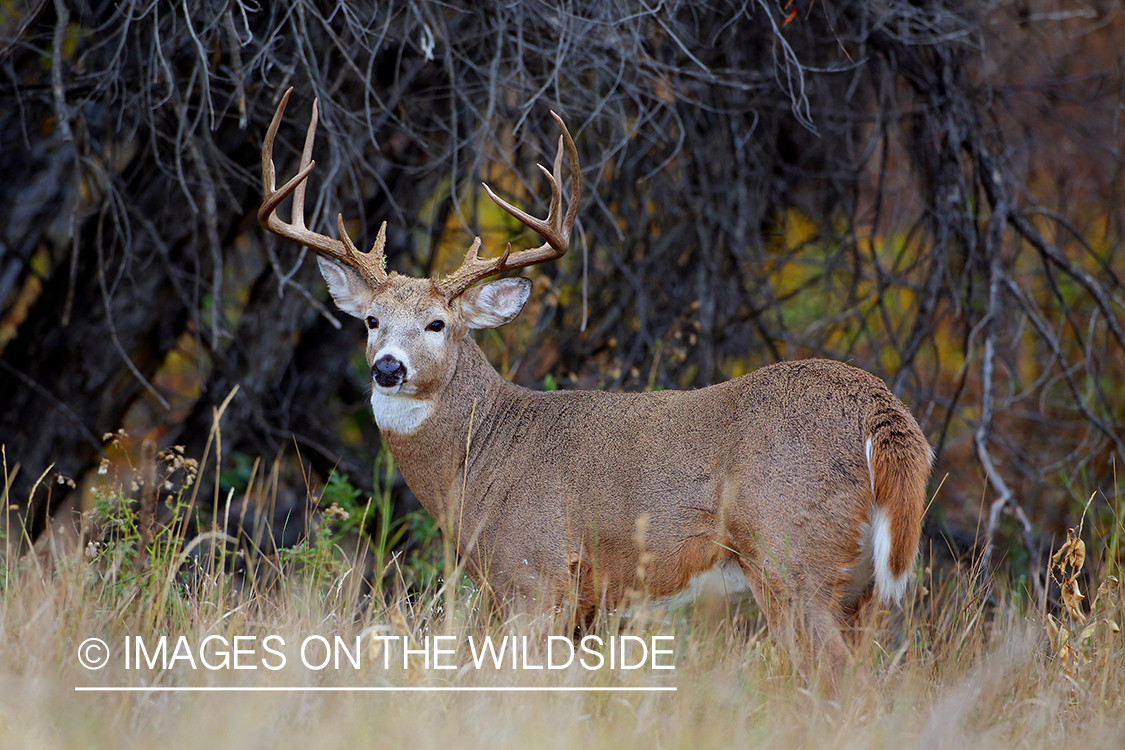 White-tailed deer buck in the Rut.