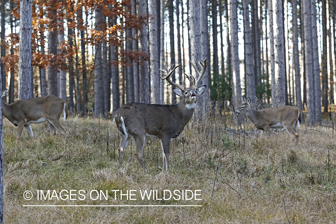 White-tailed buck doing lip curl.