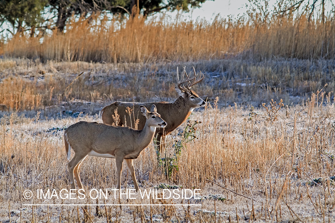 White-tailed buck with doe.