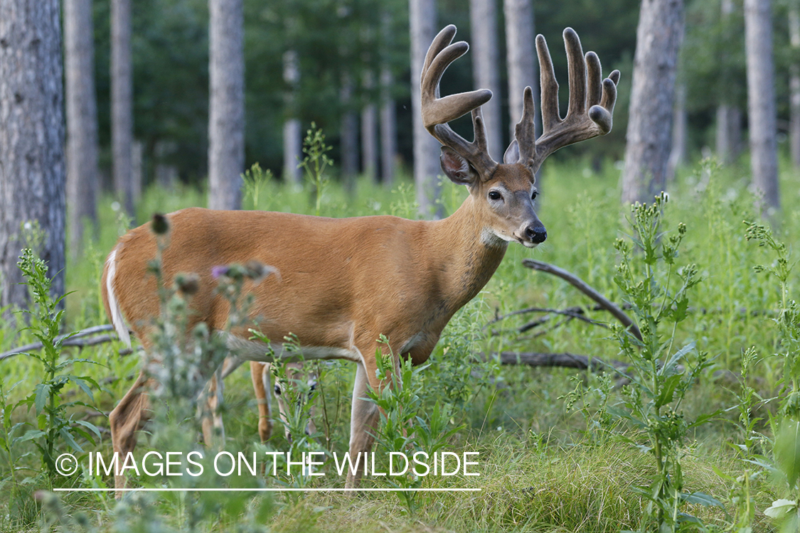 White-tailed buck in velvet.