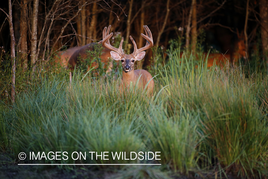 White-tailed deer in velvet.