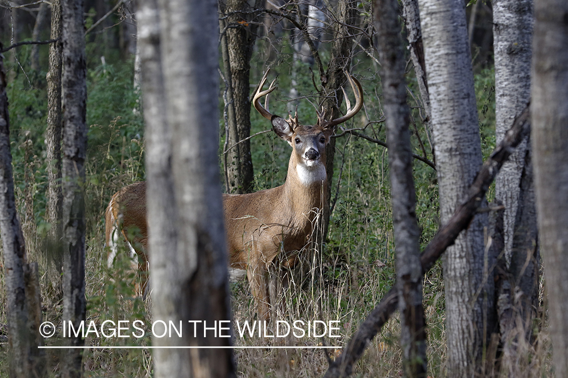 White-tailed buck in field.