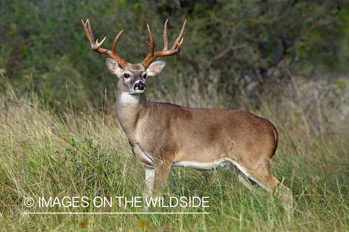 White-tailed buck in field.