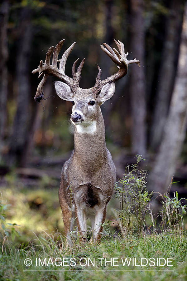 White-tailed buck in field.