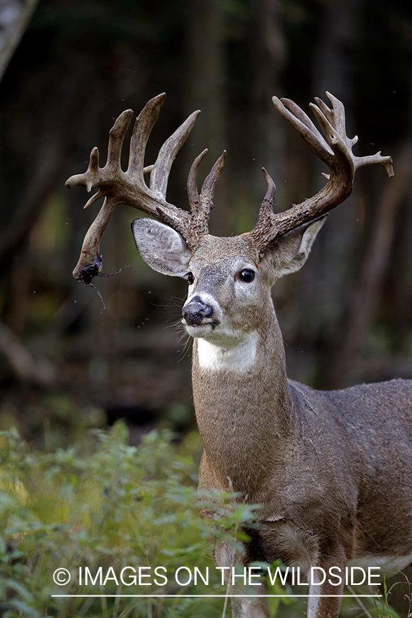 White-tailed buck in the rut.