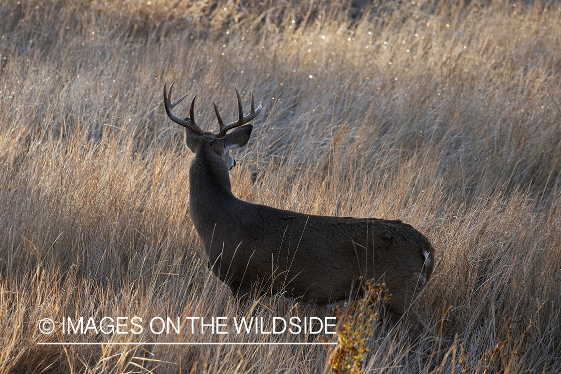 White-tailed buck in the rut.