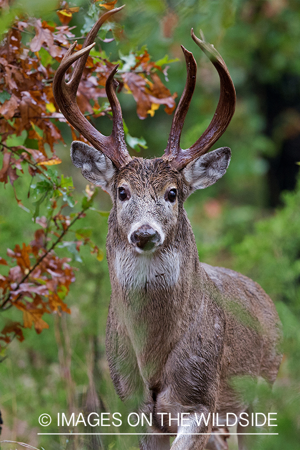 White-tailed buck in field.