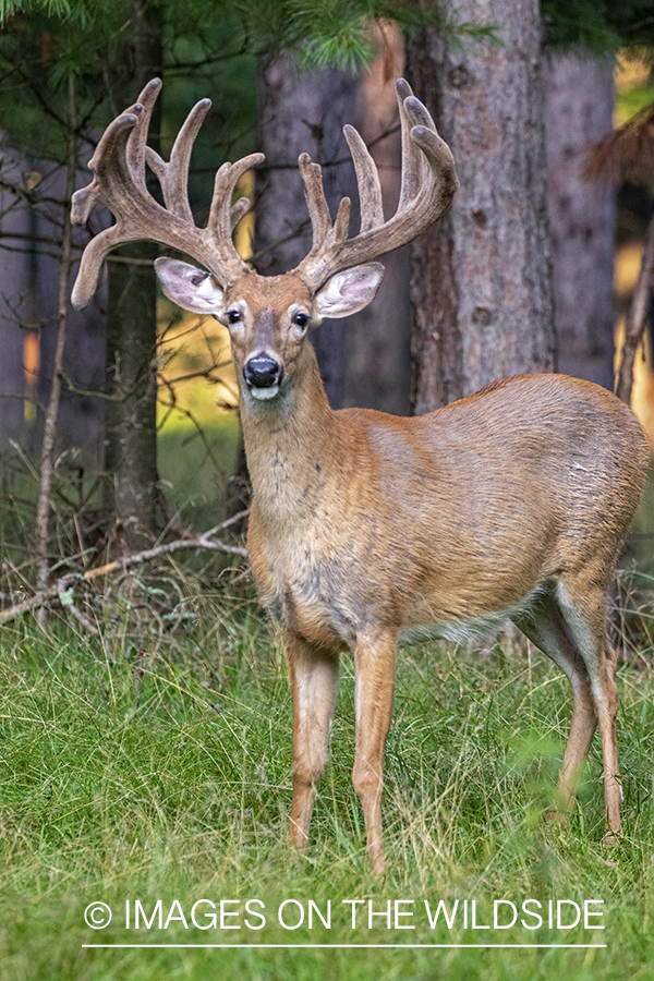 White-tailed buck in Velvet.