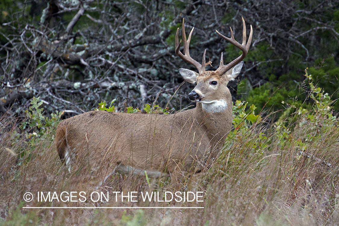 White-tailed buck in field.