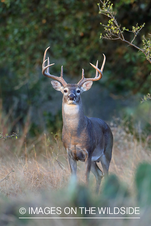 White-tailed buck in field.