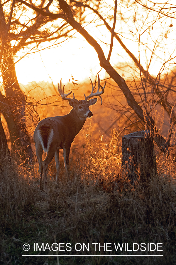 White-tailed buck in field.