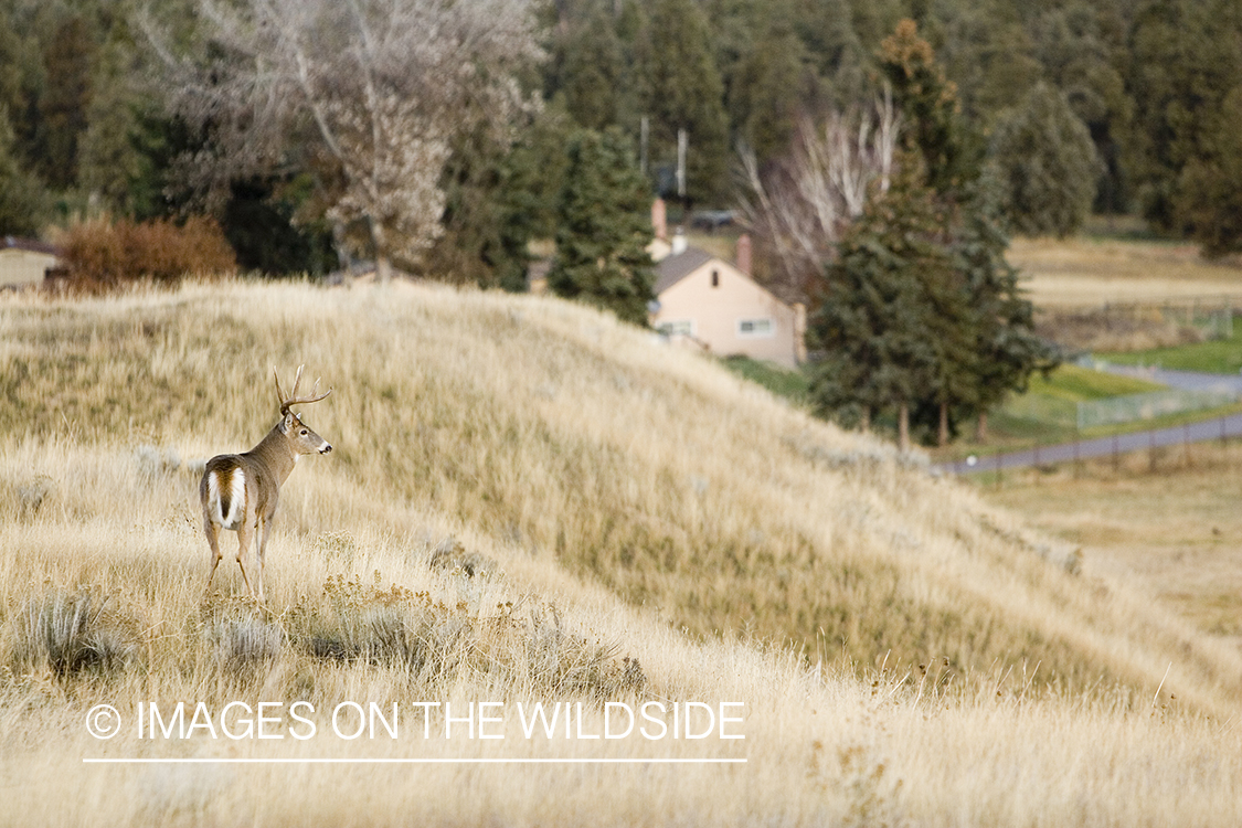 White-tailed deer in habitat