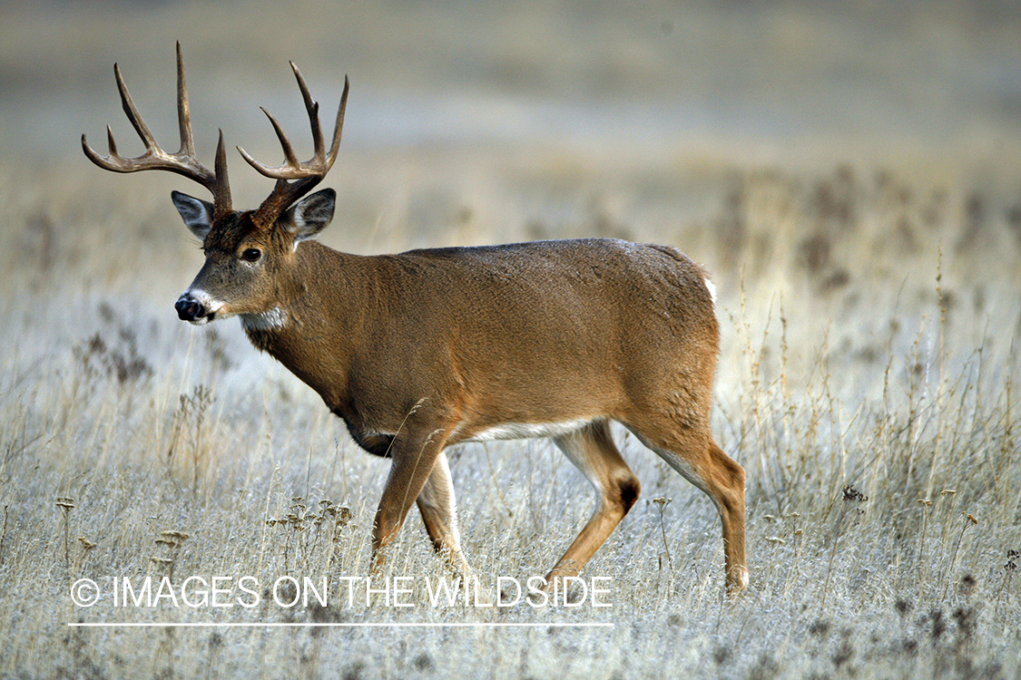 White-tailed deer in habitat