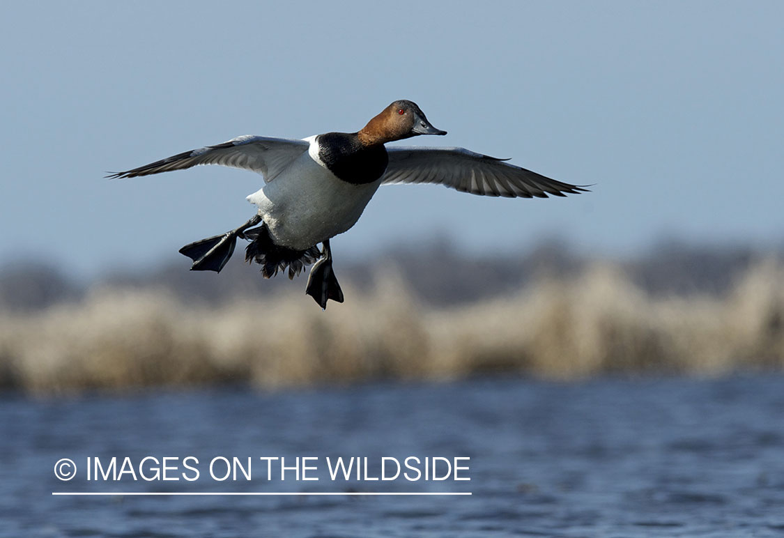 Canvasback duck in flight.