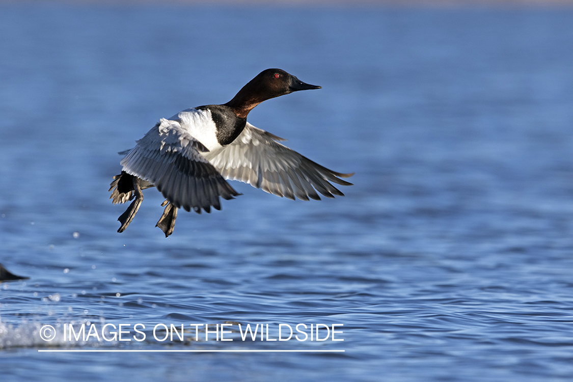 Canvasback drake in flight.