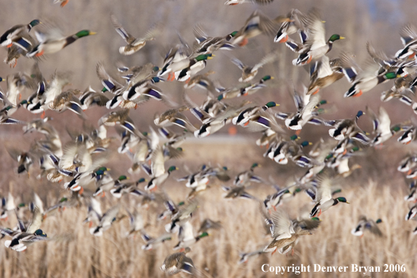 Flock of mallards in flight.