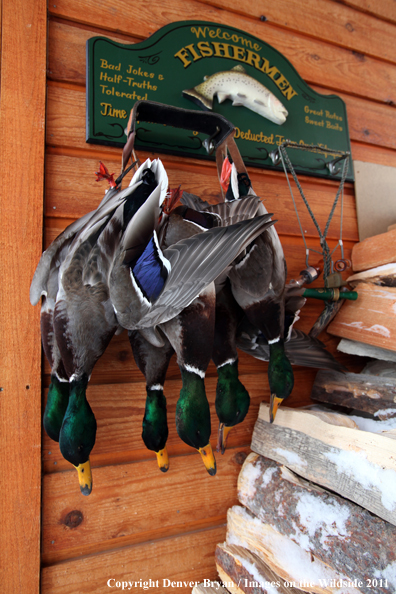 Bagged mallards hanging on outside wall. 