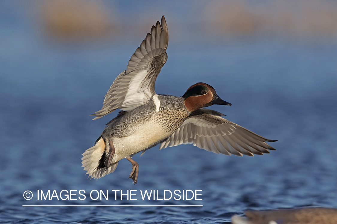 Green-winged Teal in flight.