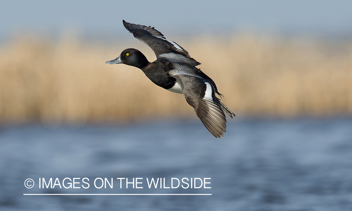 Lesser Scaup in flight.