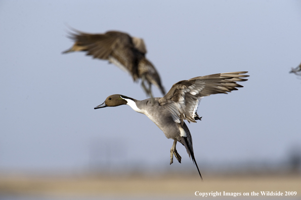 Pintail ducks in flight